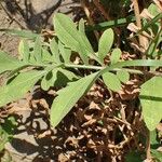 Centaurea collina Habit