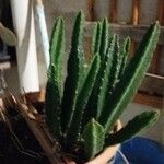 Stapelia hirsuta Hostoa