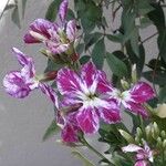 Matthiola incana Λουλούδι