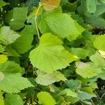 Tilia mongolica Feuille