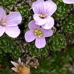 Petrocallis pyrenaica Flower