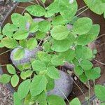 Clitoria ternatea Листок