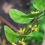 Azara microphylla Kvet