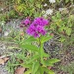 Vernonia fasciculata Λουλούδι