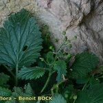 Scrophularia pyrenaica