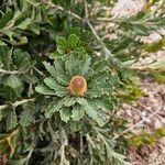 Banksia praemorsa Bloem