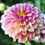 Dahlia pinnataFlower