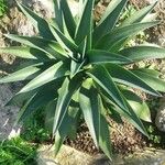 Agave demeesteriana Blatt