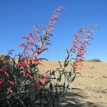 Penstemon centranthifolius Habit