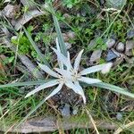 Pancratium illyricum Yaprak