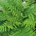 Athyrium distentifolium Habitus