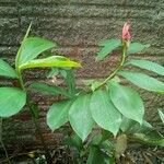 Costus spiralis Habit