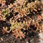 Sedum rubens Otro
