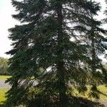 Abies cephalonica Hábito