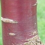 Prunus serrula Corteza