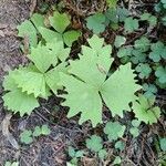 Achlys triphylla Leaf