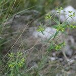 Euphorbia taurinensis Buveinė