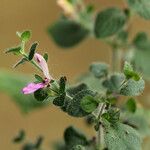 Hygrophila costata Costuma