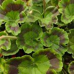 Pelargonium zonale Blad