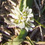 Allium chamaemoly ফুল