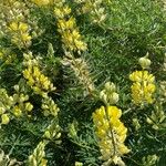 Lupinus arboreus Fleur