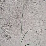 Carex tetrastachya পাতা