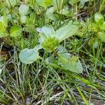 Veronica beccabunga Habit