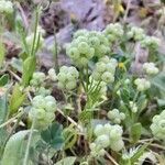 Valeriana vesicaria Fruit