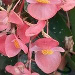 Begonia maculata Blomma