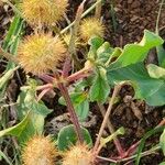 Cyathula uncinulata Frucht