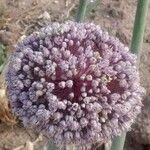 Allium cepa പുഷ്പം