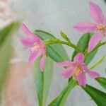 Talinum fruticosum फूल