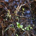 Veronica americana Habitat