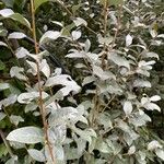 Elaeagnus commutata পাতা