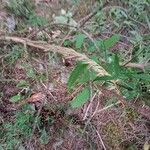 Festuca heterophylla പുഷ്പം