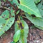 Philodendron melinonii Liść