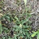 Verbena platensis Habit