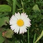 Leucanthemum ircutianum Листок