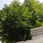 Ailanthus altissima Leht