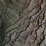 Acer saccharinum Bark