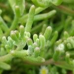 Mesembryanthemum nodiflorum Leaf