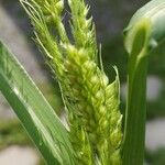 Panicum miliaceumFlower