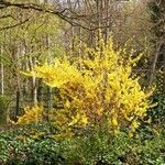 Forsythia suspensa Habitus