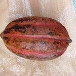 Theobroma cacao Froito