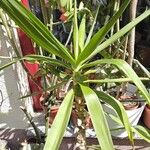 Yucca gigantea Συνήθη χαρακτηριστικά