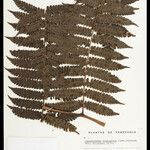 Cyathea cyatheoides Folla