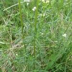 Galium boreale Hoja