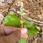 Pyrola elliptica Цветок