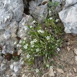 Arenaria grandiflora موطن