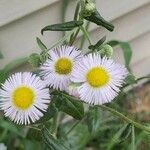 Erigeron philadelphicusKukka